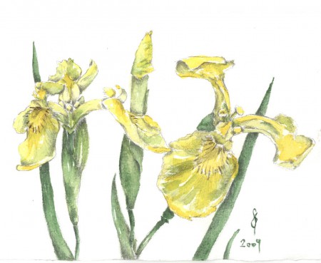 Sárga vagy mocsári nőszirom - Iris pseudacorus